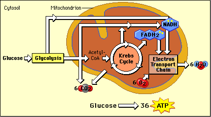 Cell Respiration